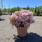 Azalka japonská (Azalea japonica) ´OCCHIO DI PERNICE´ - výška 60-80 cm, kont. C18L